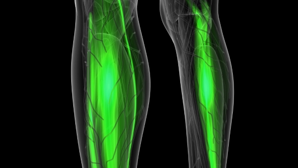 Human Muscle Anatomy alt