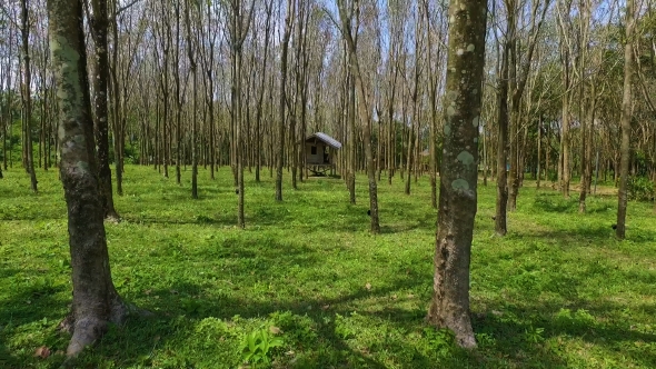 Abandoned Thai House in a Hevea Grove