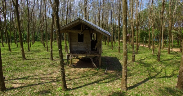 Abandoned Hut in a Rubber Tree Grove