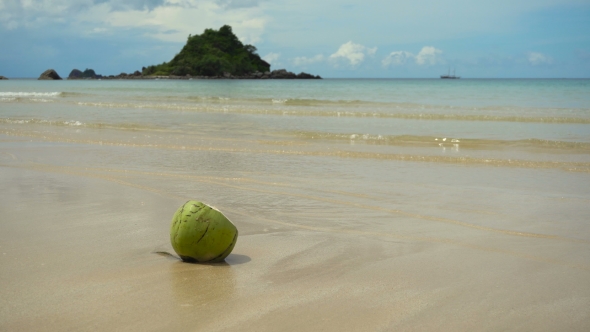 Green Coconut on the Sand Beach.