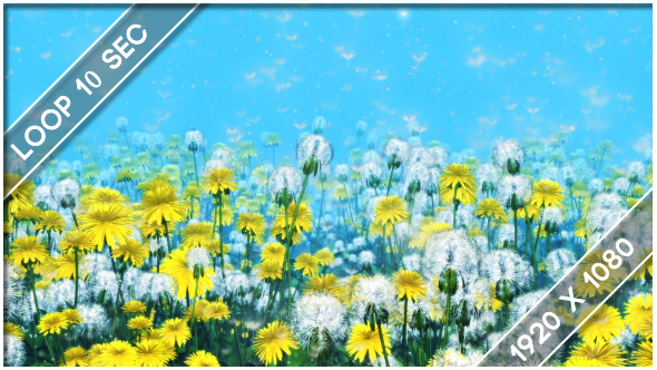 Flowers Dandelions Meadow 4