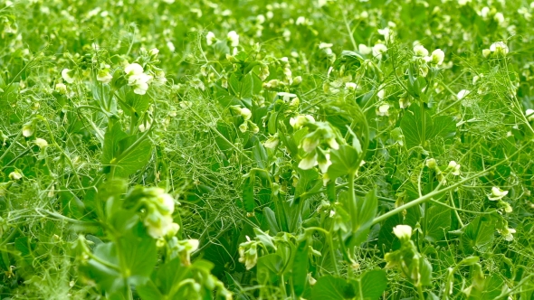 Panning Shot of a Green Field of Pea