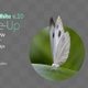 Butterfly Small White 10 - VideoHive Item for Sale