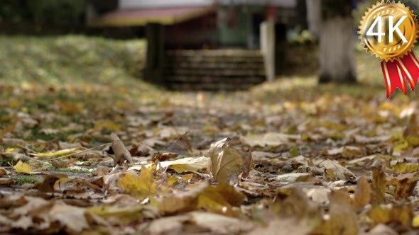 Early Autumn Park Background With Fallen Golden