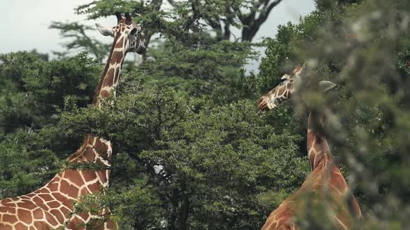 Beautiful giraffes of Kenya feeding on the lush, green leaves - slowmo