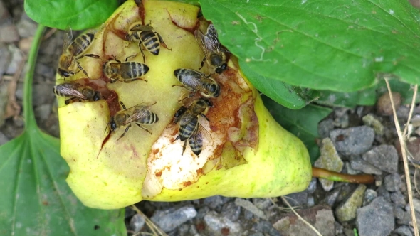 Bee on Pear. Honeybees on Pear.