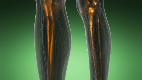 Human Body with Visible Skeletal Bones alt