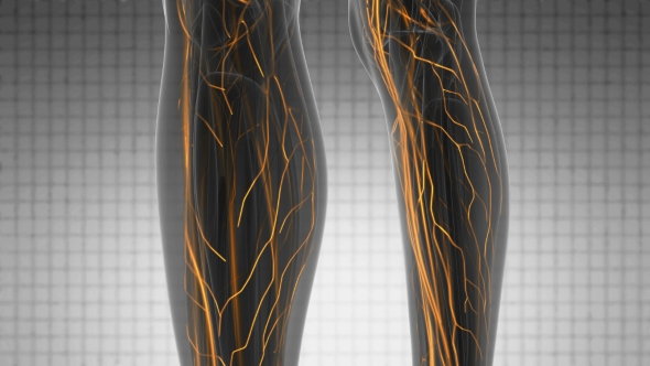 Human Body with Glow Blood Vessels alt