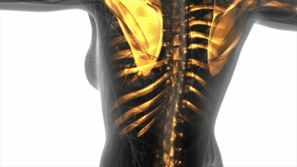 Human Body with Visible Skeletal Bones alt