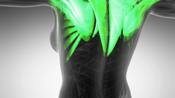 Human Muscle Anatomy alt