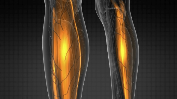 Human Muscle Anatomy alt