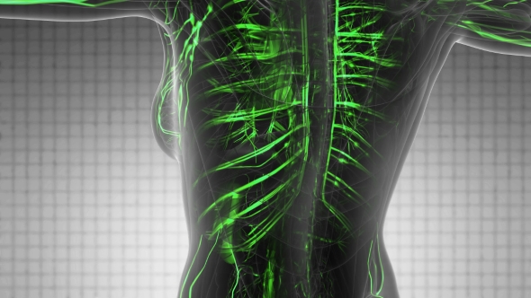 Human Body with Glow Blood Vessels alt