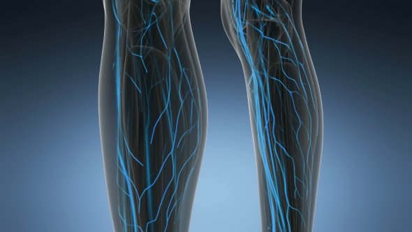 Human Body with Glow Blood Vessels alt