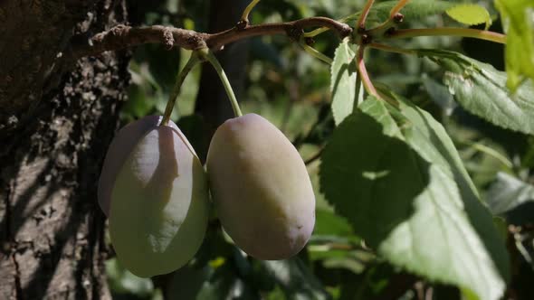 Prunum fruit on branches slow-mo  1080p FullHD footage - Slow motion plum tree orchard by the day 19