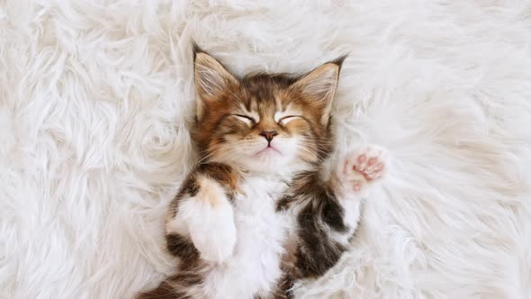 Gray Striped Kitten Sleeping