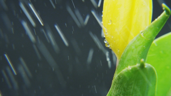Yellow Tulip Rotating in Heavy Rain