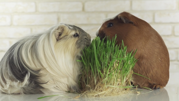 Guinea Pigs Breed Golden American Crested and Coronet Cavy Eat Germinated Oats Stock Footage Video