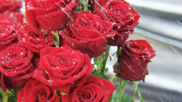 Red Roses Rotating in the Rain