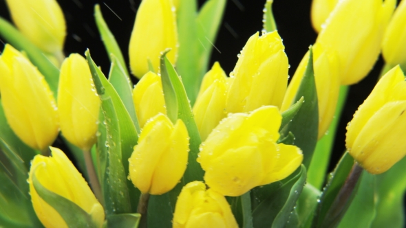 Yellow Tulips Rotating in Heavy Rain
