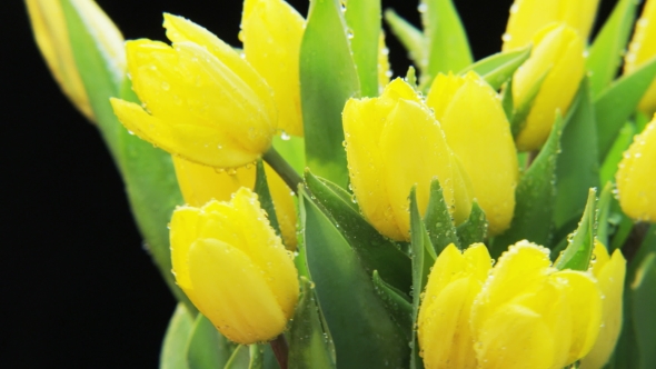 Wet Yellow Tulips Rotating