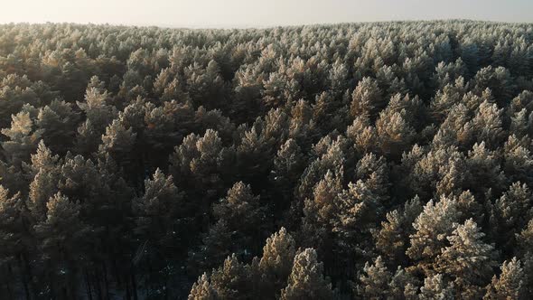 Aerial Shot Of Forest In Winter At Sunset with Flying Snowflakes. Cinematic Smooth Aerial Drone Shot