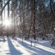 Winter Forest at Sunset. . - VideoHive Item for Sale