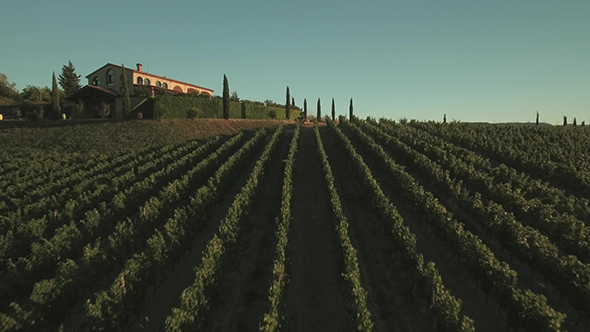 Aerial Drone Footage of Grape Fields in Tuscany