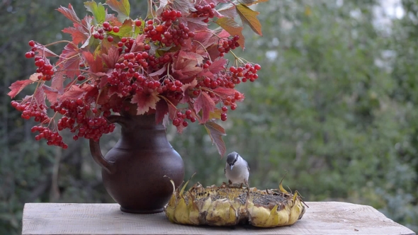 Birds Pecking Sunflower Seeds on a Wooden Table in the Garden