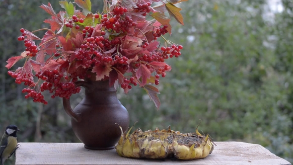 Birds Peck Seeds on a Wooden Table in the Garden. Standing Next To a Bouquet with Viburnum Berries