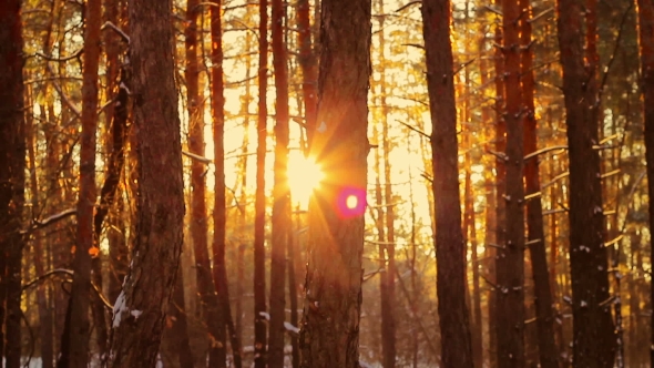 Forest at Sunset in Winter