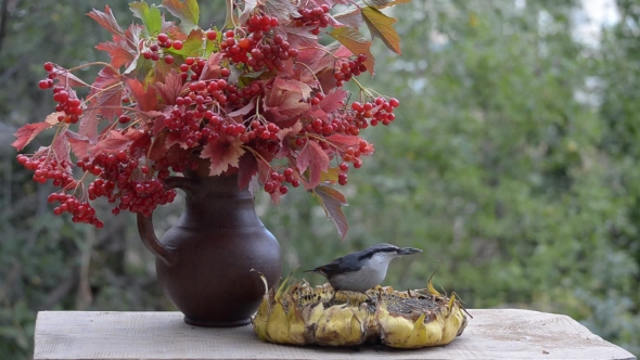 Birds Pecking Sunflower Seeds on a Wooden Table in the Garden, Nuthatches and Great Tits