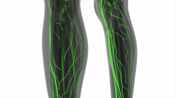 Human Body with Glow Blood Vessels alt