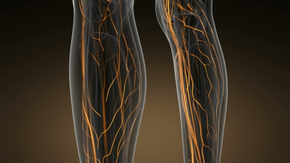 Human Body with Glow Blood Vessels alt
