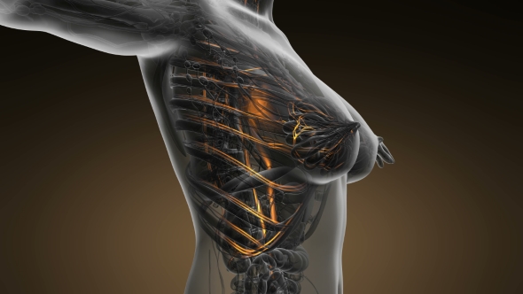 Human Body with Glow Blood Vessels alt