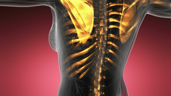 Human Body with Visible Skeletal Bones alt