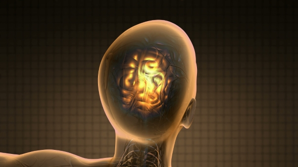 Anatomy of Human Brain alt