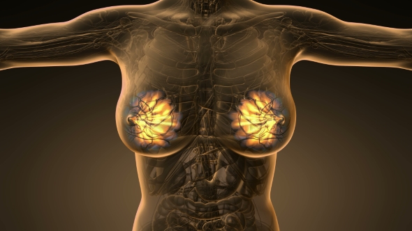 Human Body with Visible Glow Mammary Gland