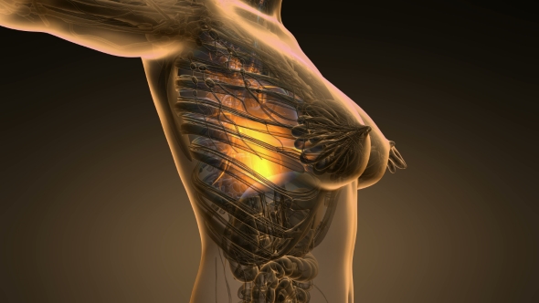 Human Body with Visible Lungs alt