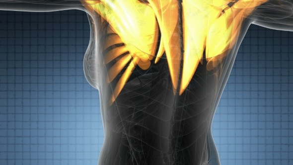 Human Muscle Anatomy alt