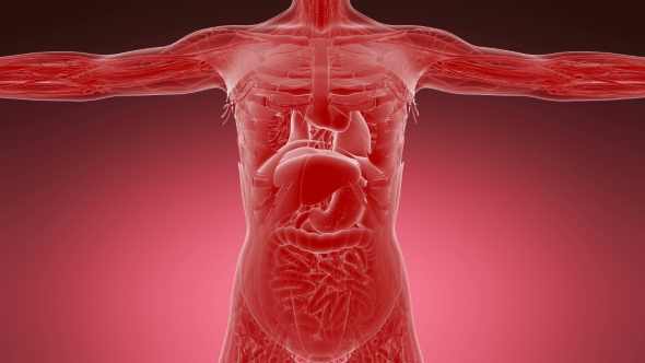 Anatomy Tomography Scan of Human Body alt