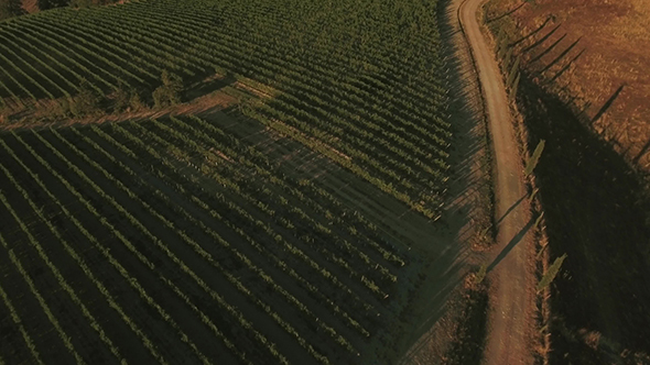 Drone Footage of Vineyards in Tuscany Region