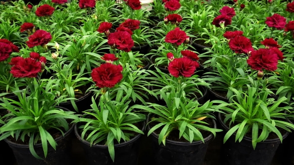 Flowers of Carnation in Pots. Growing Flowers for Landscaping