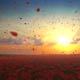 Roses Field Sunrise - VideoHive Item for Sale