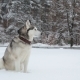 Siberian Husky Sitting and Looking Around. - VideoHive Item for Sale