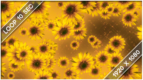 Flowers Sunflower Show 2 alt