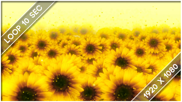 Flowers Sunflower Show 3 alt