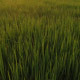 Aerial Rice Fields - VideoHive Item for Sale