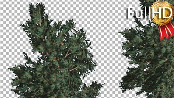 Two White Firs Crowns Coniferous Evergreen Thin