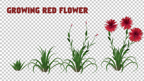 Growing Red Flower alt