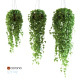 Set of 3 models Ivy in pots hanging on a chain - 3DOcean Item for Sale